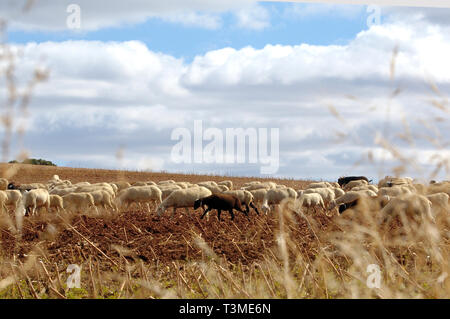 Des moutons paissant près du village de Molina de Aragon, Castille Leon, Espagne Banque D'Images