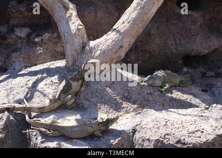 Des iguanes se prélasser au soleil. Trouvez les iguane, ils sont en mesure de masquer. Les iguanes sont assis sur les branches. Zoo. Banque D'Images