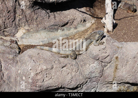 Des iguanes se prélasser au soleil. Trouvez les iguane, ils sont en mesure de masquer. Les iguanes sont assis sur les branches. Zoo. Banque D'Images