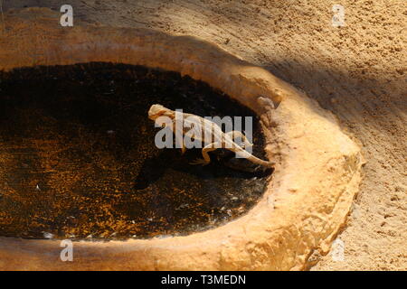 Des iguanes se prélasser au soleil. Trouvez les iguane, ils sont en mesure de masquer. Les iguanes sont assis sur les branches. Zoo. Banque D'Images