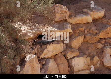 Des iguanes se prélasser au soleil. Trouvez les iguane, ils sont en mesure de masquer. Les iguanes sont assis sur les branches. Zoo. Banque D'Images