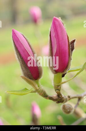 Magnolia 'Serene'. Gros boutons de fleurs rose profond de characeristically la fin de la floraison Magnolia 'Serene' dans un jardin anglais - Avril, UK Banque D'Images