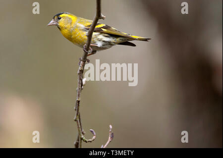 Siskin Carduelis spinus / faible, réserve naturelle des granges Banque D'Images