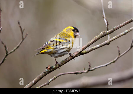 Siskin Carduelis spinus / faible, réserve naturelle des granges Banque D'Images