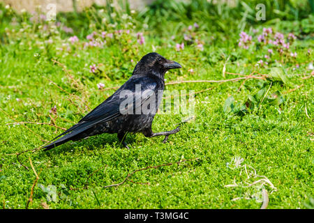 Belle black crow standing in grass Banque D'Images