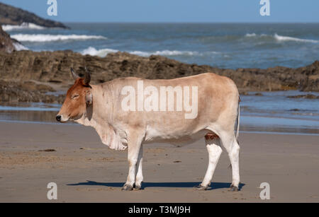 Vache Nguni se détend sur le sable à la deuxième plage, à Port St Johns sur la côte sauvage au Transkei, Afrique du Sud. Banque D'Images