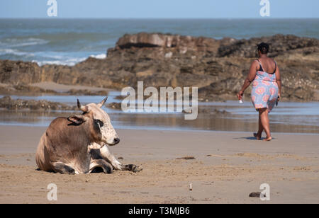 Vache Nguni se détend sur le sable à la deuxième plage, à Port St Johns sur la côte sauvage au Transkei, Afrique du Sud. Banque D'Images