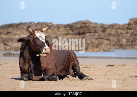 Vache Nguni se détend sur le sable à la deuxième plage, à Port St Johns sur la côte sauvage au Transkei, Afrique du Sud. Banque D'Images