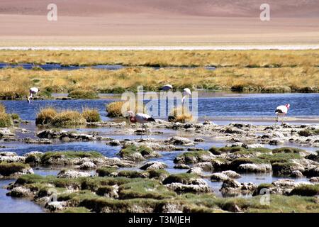 Flamants Roses sauvages au lac par lac et de l'herbe sèche et désert à l'arrière-plan flou - désert d'Atacama, Chili Banque D'Images