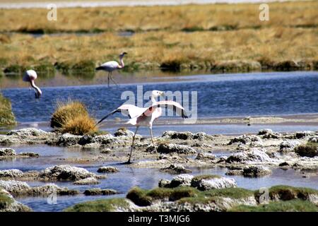 Flamants Roses sauvages au lac par lac et de l'herbe sèche et désert à l'arrière-plan flou - désert d'Atacama, Chili Banque D'Images