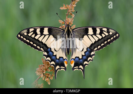 Le merveilleux swallowtail Butterfly (Papilio machaon) Banque D'Images