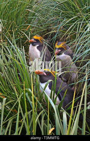 Pingouins (Eudyptes chrysolophus Macaroni), se cacher dans l'herbe haute, Hercules Bay, South Georgia Island Banque D'Images