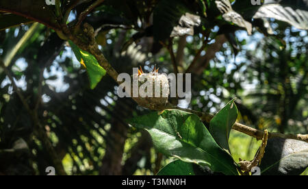 Un beau nid de Colibri avec deux poussins assis à l'intérieur en attente de leurs parents de les nourrir. Il a été construit dans une branche d'arbre à proximité de la plage. Banque D'Images