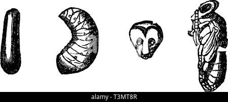 Dessin vectoriel d'antiquités ou d'une gravure de grunge vintage illustration des étapes de développement d'abeille à miel ou Abeille mellifère de nymphes, d'oeufs et larves.de livre Bienenfreund Neuester Illustrierter, imprimé à Leipzig, Allemagne, 1852. Illustration de Vecteur