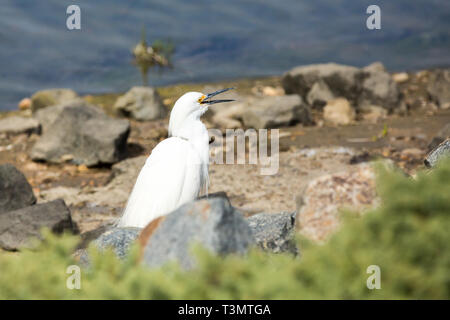 Aigrette neigeuse se lissant ses plumes sur une péninsule rocheuse Banque D'Images