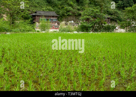 Les jeunes plants de riz dans des rizières village qingman Banque D'Images