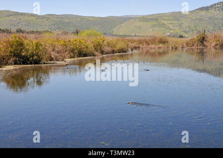 Israël, Vallée de Hula, lac Agmon, mars hiver Banque D'Images