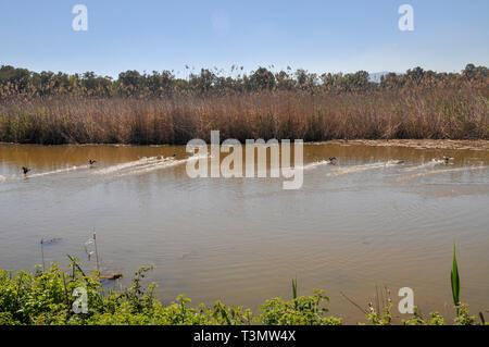 Israël, Vallée de Hula, lac Agmon, mars hiver Banque D'Images