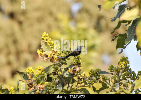 La Palestine Sunbird ou du nord-Orange (Chalcomitra touffetée oseus) est une espèce de passereau de la famille sunbird qui se trouve dans les parties de la mi Banque D'Images