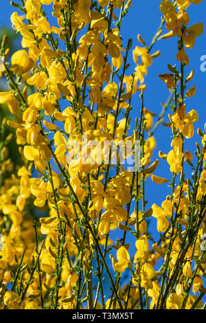 Forsythia en pleine floraison au printemps Banque D'Images