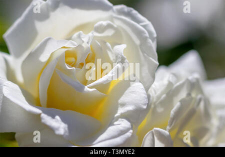 Pétales de rose blanche close up. Banque D'Images