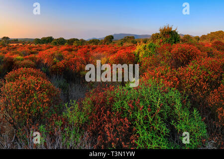 Un affichage étonnant des herbes aromatiques dans la campagne à proximité du site archéologique de Nuraghe Appiu, Villanova Monteleone, Sardaigne, Italie Banque D'Images