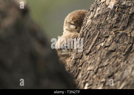 Repéré owlets peeping dans les branches, parc national de Keoladeo, Rajasthan Banque D'Images