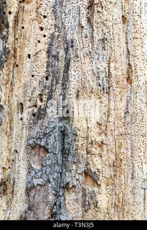 Trous faits par des insectes rongeurs de bois dans le tronc d'un arbre mort et en décomposition, l'écorce ayant décollé Banque D'Images