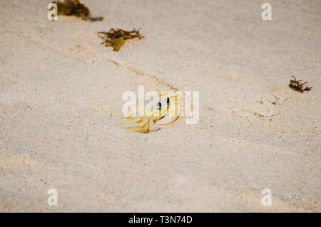 Le crabe fantôme atlantique - Ocypode Quadrata sur la plage de sable. Aussi connu comme Maria-Farinha au Brésil, blanc-couleur jaunies. Brésilien à crustacé Banque D'Images