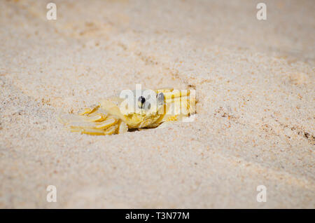 Le crabe fantôme atlantique - Ocypode Quadrata sur la plage de sable. Aussi connu comme Maria-Farinha au Brésil, blanc-couleur jaunies. Brésilien à crustacé Banque D'Images