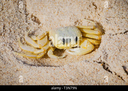 Le crabe fantôme atlantique - Ocypode Quadrata sur la plage de sable. Aussi connu comme Maria-Farinha au Brésil, blanc-couleur jaunies. Brésilien à crustacé Banque D'Images