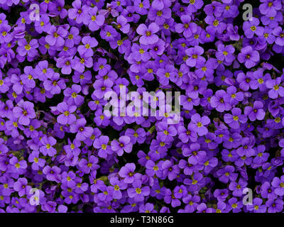 Coussin de fleurs de mauve papier mural hybrides aubrieta Banque D'Images