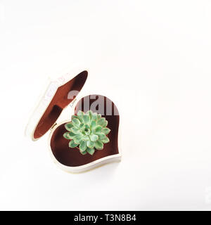 Beau vert succulent dans la boîte en forme de coeur, isolé sur fond blanc. Mise à plat, vue du dessus. Concept de cadeau pour la Saint Valentin, anniversaire, 8 Banque D'Images