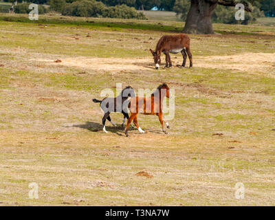 Un âne et un cheval brun et noir un colt dans la dehesa galopante à Salamanque (Espagne), l'élevage extensif écologique concept. Banque D'Images