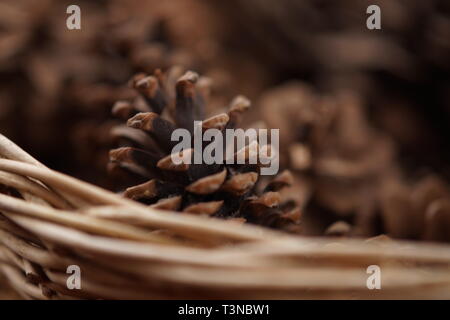 Cônes de pin dans panier en osier avec selective focus Banque D'Images