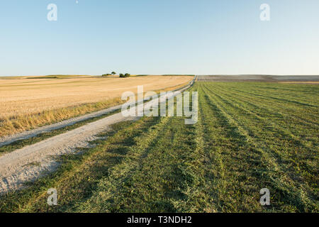 Chemin de terre à travers le chaume et vert champ fauché, horizon et ciel bleu Banque D'Images