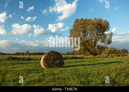 Balles de foin sur un pré vert, grand arbre, forêt à l'horizon et les nuages sur ciel bleu - vue sur la campagne Banque D'Images