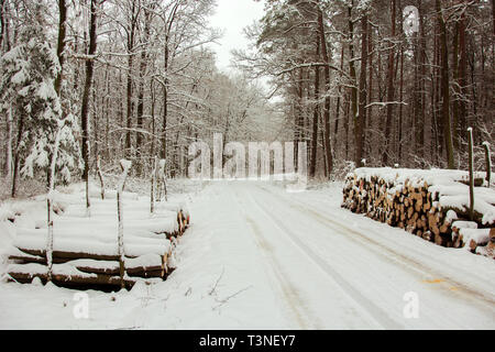 Grumes coupées par la route à travers une forêt mystique - beauté journée d'hiver Banque D'Images