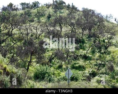 Restes d'arbres brûlés dans le feu de 2017, entouré d'une végétation verte, qui a surgi depuis bien, Ojai Valley, Californie, USA. Banque D'Images