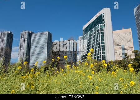 Tokyo cityscape, vues du parc Hamarikyu. Banque D'Images