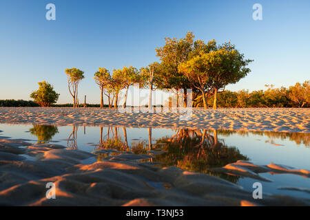 Les mangroves poussent sur sandy platin à Port Smith Australie Occidentale Banque D'Images