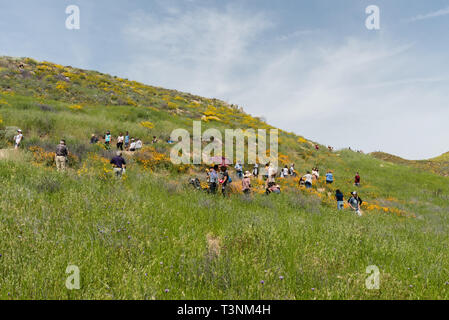 Les résidents de la Californie du Sud avec sa superbloom vista dans le canyon près de Lake Elsinore Walker Banque D'Images