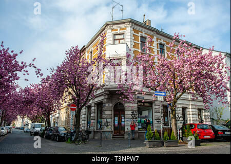 Bonn, Rhin, Allemagne. 10 avr, 2019. Un vieux bâtiment est vu entouré de cerisiers.Tous les printemps, de nombreux touristes affluent du monde entier pour la vieille ville de Bonn. Ils viennent voir les cerisiers entre et HeerstraÃŸe Breite Straße. D'innombrables cerisiers déplier leur pleine floraison, la transformation de l'étroitesse des routes dans une mer de fleurs rose. Les ruelles sont transformés en un incroyable tunnel de fleurs de cerisier. Credit : Ana Fernandez/SOPA Images/ZUMA/Alamy Fil Live News Banque D'Images