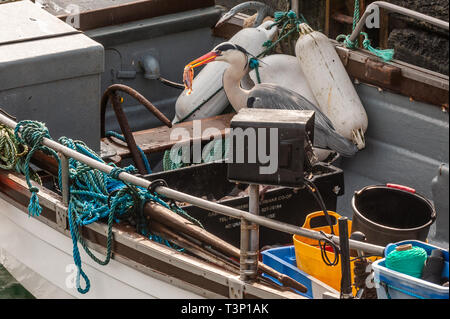 Schull, West Cork, Irlande. Apr 11, 2019. Un héron cendré (Ardea cinerea) vole un appât tout en bateau de pêcheur amarré à Schull Harbour. Le temps est froid mais sec avec le soleil commence à faire une apparition. La journée restera généralement sec avec des températures de plus de 11 à 15°C. Credit : Andy Gibson/Alamy Live News Banque D'Images