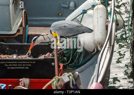 Schull, West Cork, Irlande. Apr 11, 2019. Un héron cendré (Ardea cinerea) vole un appât tout en bateau de pêcheur amarré à Schull Harbour. Le temps est froid mais sec avec le soleil commence à faire une apparition. La journée restera généralement sec avec des températures de plus de 11 à 15°C. Credit : Andy Gibson/Alamy Live News Banque D'Images