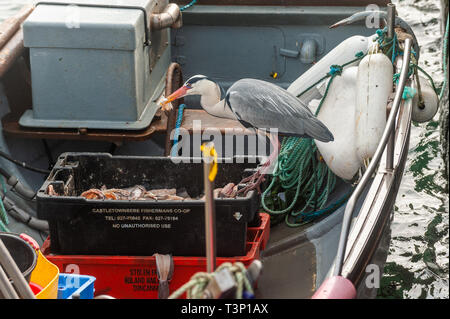 Schull, West Cork, Irlande. Apr 11, 2019. Un héron cendré (Ardea cinerea) vole un appât tout en bateau de pêcheur amarré à Schull Harbour. Le temps est froid mais sec avec le soleil commence à faire une apparition. La journée restera généralement sec avec des températures de plus de 11 à 15°C. Credit : Andy Gibson/Alamy Live News Banque D'Images
