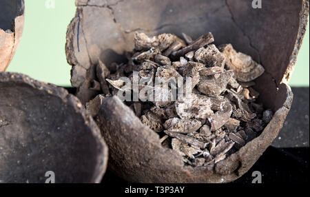 Griebo, Allemagne. Apr 11, 2019. Une urne avec la crémation enfouis dans il est démontré lors d'une conférence de presse de l'Office d'État pour l'archéologie et de la conservation des monuments sur un chantier de fouilles près de Griebo. Les archéologues ont découvert un site de règlement ici qui a des milliers d'années. Il y a 2450 ans la production de bijoux et d'outils a commencé ici. Ceci est démontré par la proximité des fosses, qui ont été utilisés comme foyer de fosses, puits et fosses à forger la production. La fusion et la transformation du fer a également eu lieu ici. Credit : Hendrik Schmidt/dpa-Zentralbild/ZB/dpa/Alamy Live News Banque D'Images