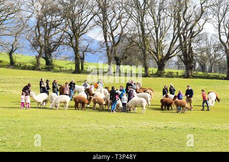 Langnau, Nr Le lac Bassenthwaite., Cumbria - 11 avril 2019 - Royaume-Uni - une belle journée de printemps lumineux d'alimentation pour les jeunes familles les alpagas à la distillerie, près de lacs en Cumbria Bassenthwaite Lake Crédit : Kay Roxby/Alamy Live News Banque D'Images