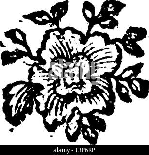 Dessin vectoriel d'antiquités ou d'une gravure de Classic vintage grunge floral décoratif conception de fleur.de livre Die Betrubte Geussende und noch in Ihrem Beliebten Turteltaube, imprimé à Prague, Empire d'Autriche, 1716. Illustration de Vecteur