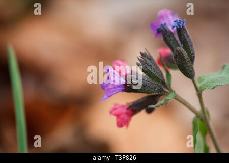 Pulmonaria fleurs de différentes teintes de violet dans une inflorescence. Inflorescence de l'herbe commune Banque D'Images